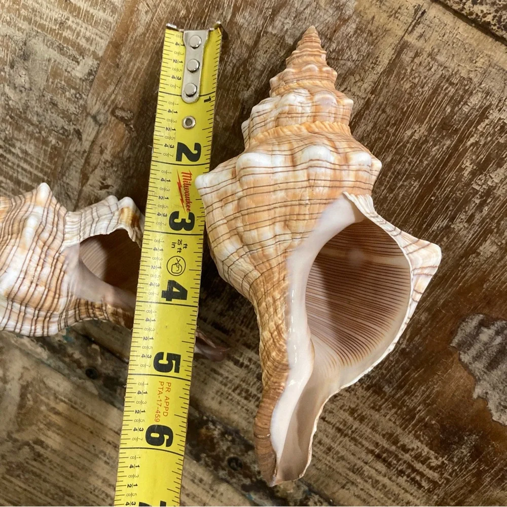 2 Seashells Cream / Light Orange / Brown Neutral Decor Beach Shell Nautical